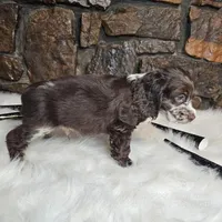 Heath, a male Cocker Spaniel for sale in Spiro, OK – Photo 6 of 6