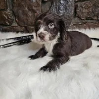 Heath, a male Cocker Spaniel for sale in Spiro, OK – Photo 4 of 6