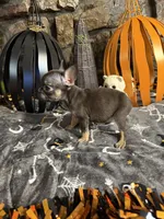 Speeders do, a female French Bulldog for sale in Spiro, OK – 5 of 5