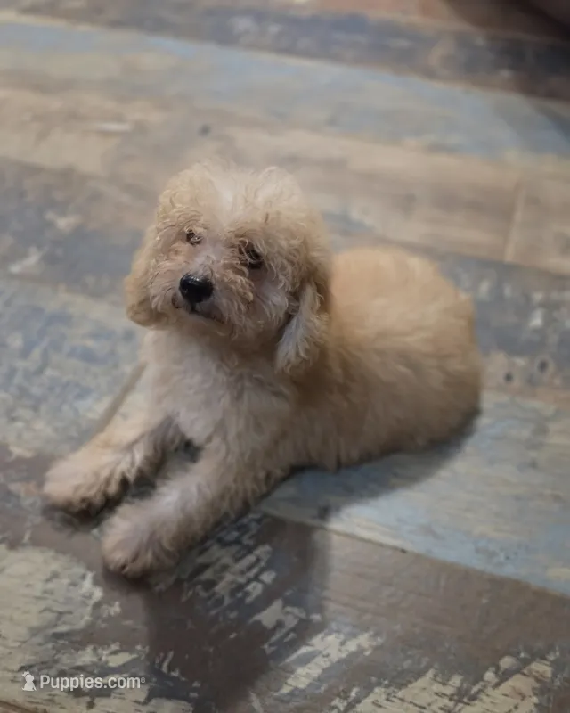 Andy – Poodle - Miniature  puppy for sale in Spiro, OK