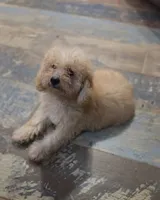 Andy, a male Poodle - Miniature  for sale in Spiro, OK – 1 of 10