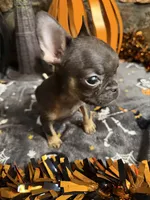 Speeders do, a female French Bulldog for sale in Spiro, OK – 2 of 5