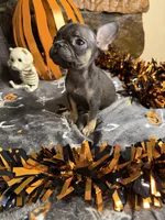 Speeders do, a female French Bulldog for sale in Spiro, OK – 3 of 5