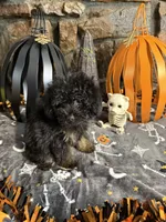 Shirley, a female Poodle - Toy  for sale in Spiro, OK – 3 of 6