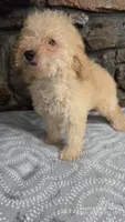 Andy, a male Poodle - Miniature  for sale in Spiro, OK – 6 of 10