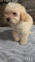 Anne, a female Poodle - Miniature  for sale in Spiro, OK – 10 of 10