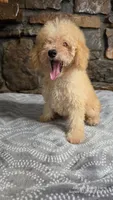 Andy, a male Poodle - Miniature  for sale in Spiro, OK – 10 of 10