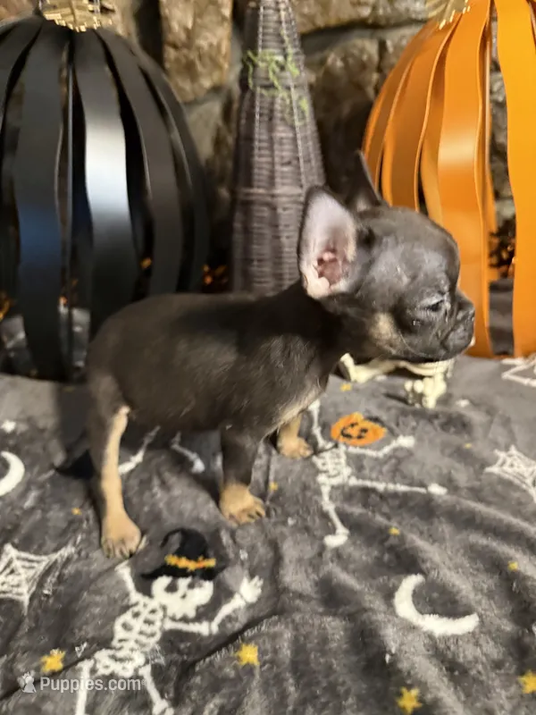 Speeders do, a female French Bulldog for sale in Spiro, OK – 1 of 5