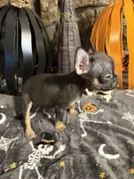 Speeders do, a female French Bulldog for sale in Spiro, OK – 1 of 5