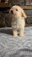 Anne, a female Poodle - Miniature  for sale in Spiro, OK – 4 of 10