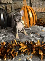 Jack, a male French Bulldog for sale in Spiro, OK – 3 of 7