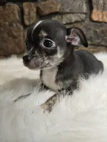 Timmy, a male Chihuahua for sale in Spiro, OK – Photo 5 of 7