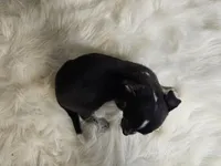 Timmy, a male Chihuahua for sale in Spiro, OK – Photo 7 of 7