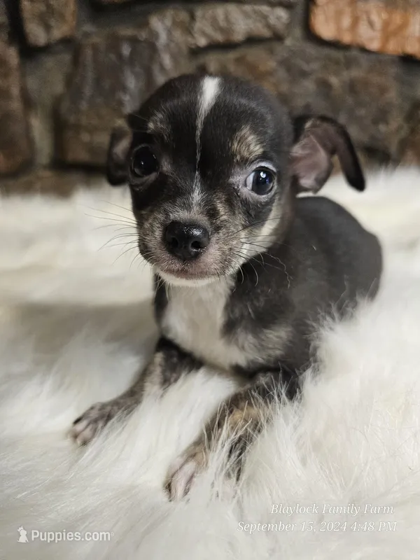 Timmy, a male Chihuahua for sale in Spiro, OK – Photo 1 of 7