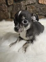 Timmy, a male Chihuahua for sale in Spiro, OK – Photo 2 of 7