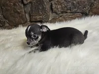 Timmy, a male Chihuahua for sale in Spiro, OK – Photo 6 of 7