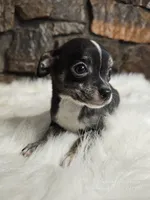 Timmy, a male Chihuahua for sale in Spiro, OK – Photo 4 of 7