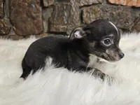 Timmy, a male Chihuahua for sale in Spiro, OK – Photo 3 of 7