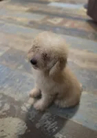 Andy, a male Poodle - Miniature  for sale in Spiro, OK – 2 of 10