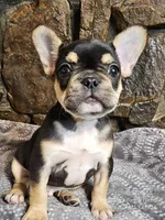 Buddy, a male French Bulldog for sale in Spiro, OK – Photo 2 of 8