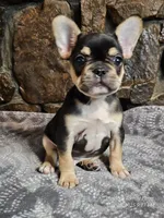 Buddy, a male French Bulldog for sale in Spiro, OK – Photo 4 of 8