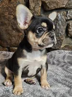 Buddy, a male French Bulldog for sale in Spiro, OK – Photo 3 of 8