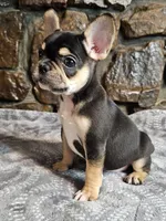 Buddy, a male French Bulldog for sale in Spiro, OK – Photo 7 of 8