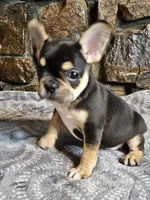 Buddy, a male French Bulldog for sale in Spiro, OK – Photo 5 of 8