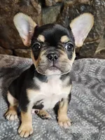 Buddy, a male French Bulldog for sale in Spiro, OK – Photo 1 of 8