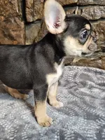 Buddy, a male French Bulldog for sale in Spiro, OK – Photo 8 of 8