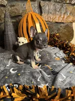Jack, a male French Bulldog for sale in Spiro, OK – 7 of 7