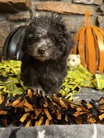 Mick, a male Poodle - Toy  for sale in Spiro, OK – 1 of 4