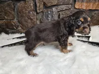 Hershey, a male Cocker Spaniel for sale in Spiro, OK – Photo 2 of 6