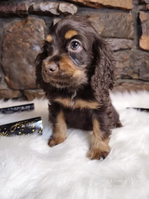 Hershey, a male Cocker Spaniel for sale in Spiro, OK – Photo 1 of 6