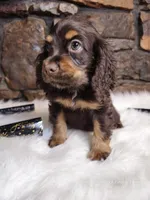 Hershey, a male Cocker Spaniel for sale in Spiro, OK – Photo 1 of 6