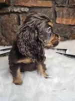 Hershey, a male Cocker Spaniel for sale in Spiro, OK – Photo 6 of 6