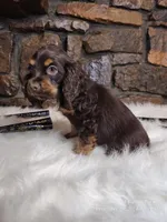 Hershey, a male Cocker Spaniel for sale in Spiro, OK – Photo 3 of 6
