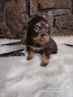 Hershey, a male Cocker Spaniel for sale in Spiro, OK – Photo 4 of 6