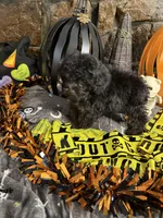 Laverne, a female Poodle - Toy  for sale in Spiro, OK – 5 of 6