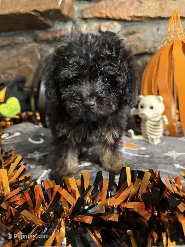 Shirley – Poodle - Toy  puppy for sale in Spiro, OK