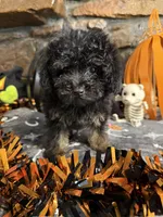 Shirley, a female Poodle - Toy  for sale in Spiro, OK – 1 of 6