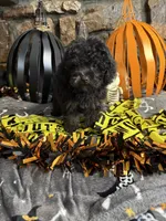 Laverne, a female Poodle - Toy  for sale in Spiro, OK – 3 of 6
