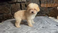 Anne, a female Poodle - Miniature  for sale in Spiro, OK – 7 of 10