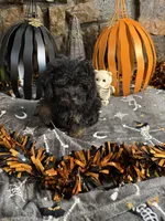Shirley, a female Poodle - Toy  for sale in Spiro, OK – 4 of 6