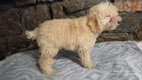 Andy, a male Poodle - Miniature  for sale in Spiro, OK – 8 of 10