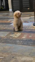Andy, a male Poodle - Miniature  for sale in Spiro, OK – 4 of 10