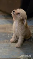 Andy, a male Poodle - Miniature  for sale in Spiro, OK – 5 of 10