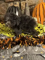 Mick, a male Poodle - Toy  for sale in Spiro, OK – 4 of 4