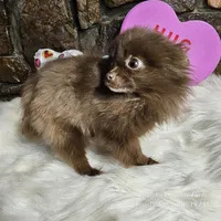 PomPom, a female Pomeranian for sale in Spiro, OK – Photo 6 of 8