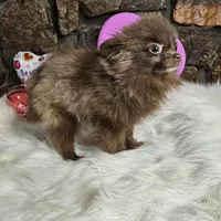 PomPom, a female Pomeranian for sale in Spiro, OK – Photo 3 of 8